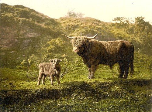 [Father and son (highland cattle), England]